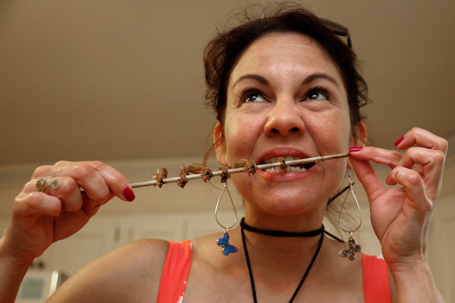 A person holds a wooden skewer in both hands, with about six grilled cicadas on it, taking a bite of one.