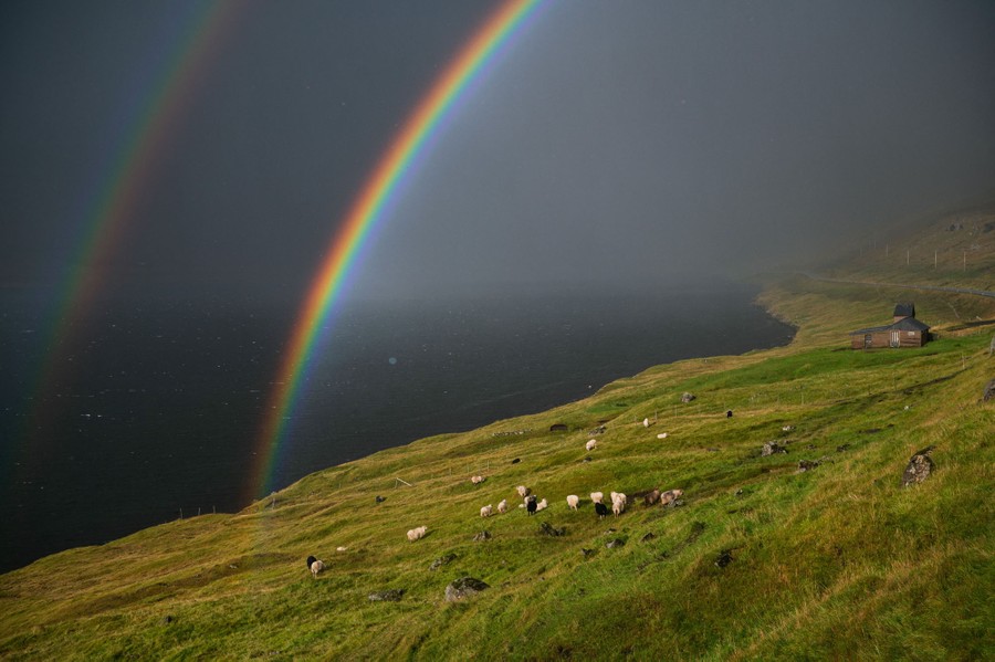 A double rainbow appears above grazing sheep and an ocean fjord.