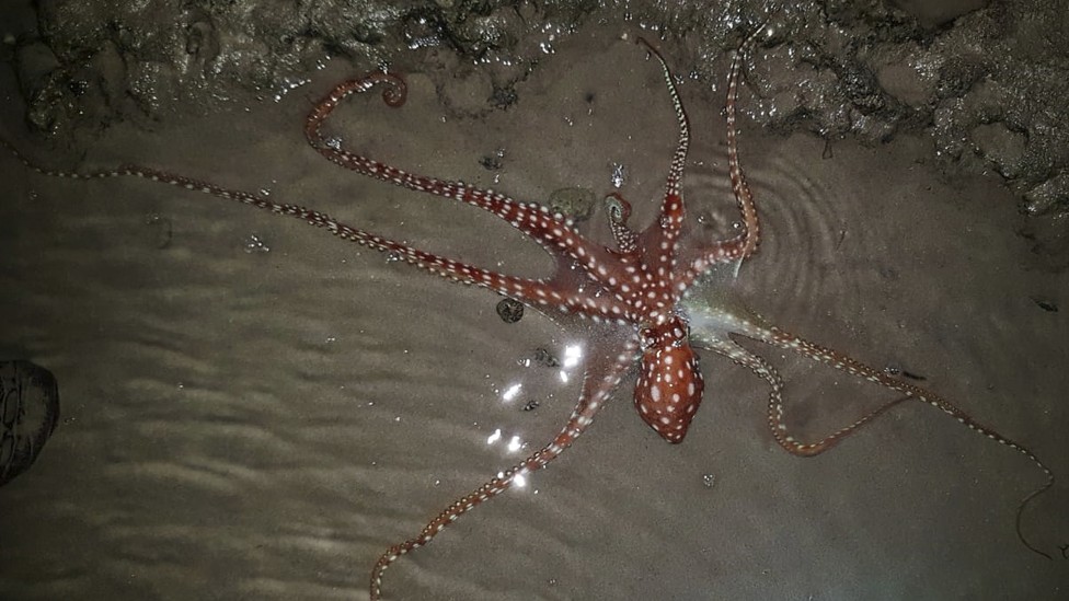 A sand octopus