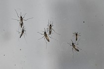 Mosquitoes on glass pane