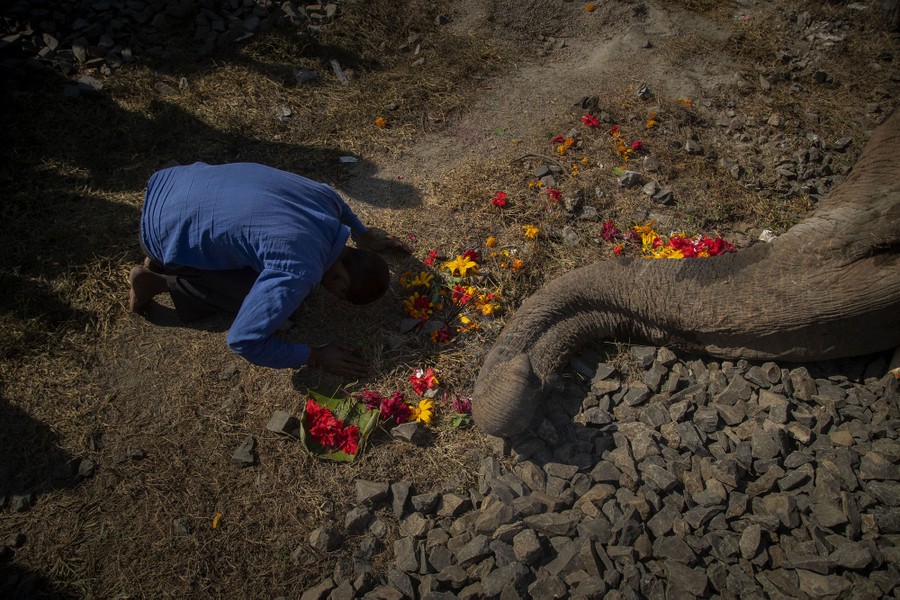 A man kneels beside the trunk of a wild elephant that was killed by a train.