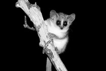 a black and white photo of a tiny, bug-eyed lemur perching on a branch