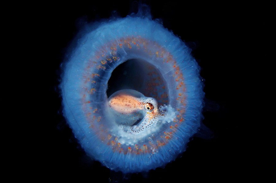 A tiny octopus perches inside a soft-bodied round sea creature.