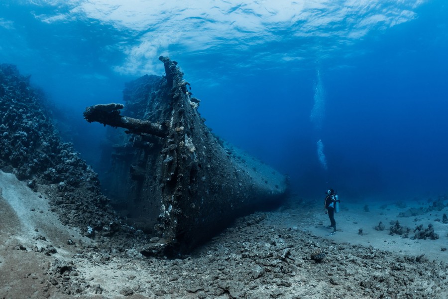 Winners of the 2018 Ocean Art Underwater Photo Contest - The Atlantic