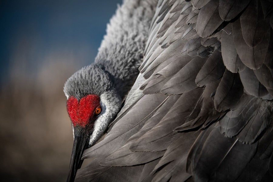 A sandhill crane leans its head down along its body.