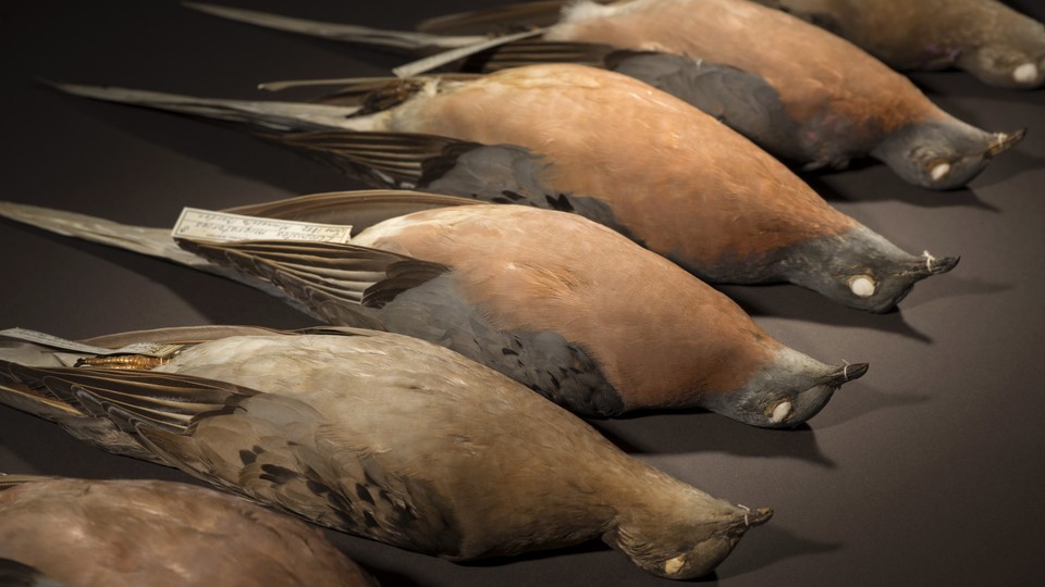 Taxidermied passenger pigeons