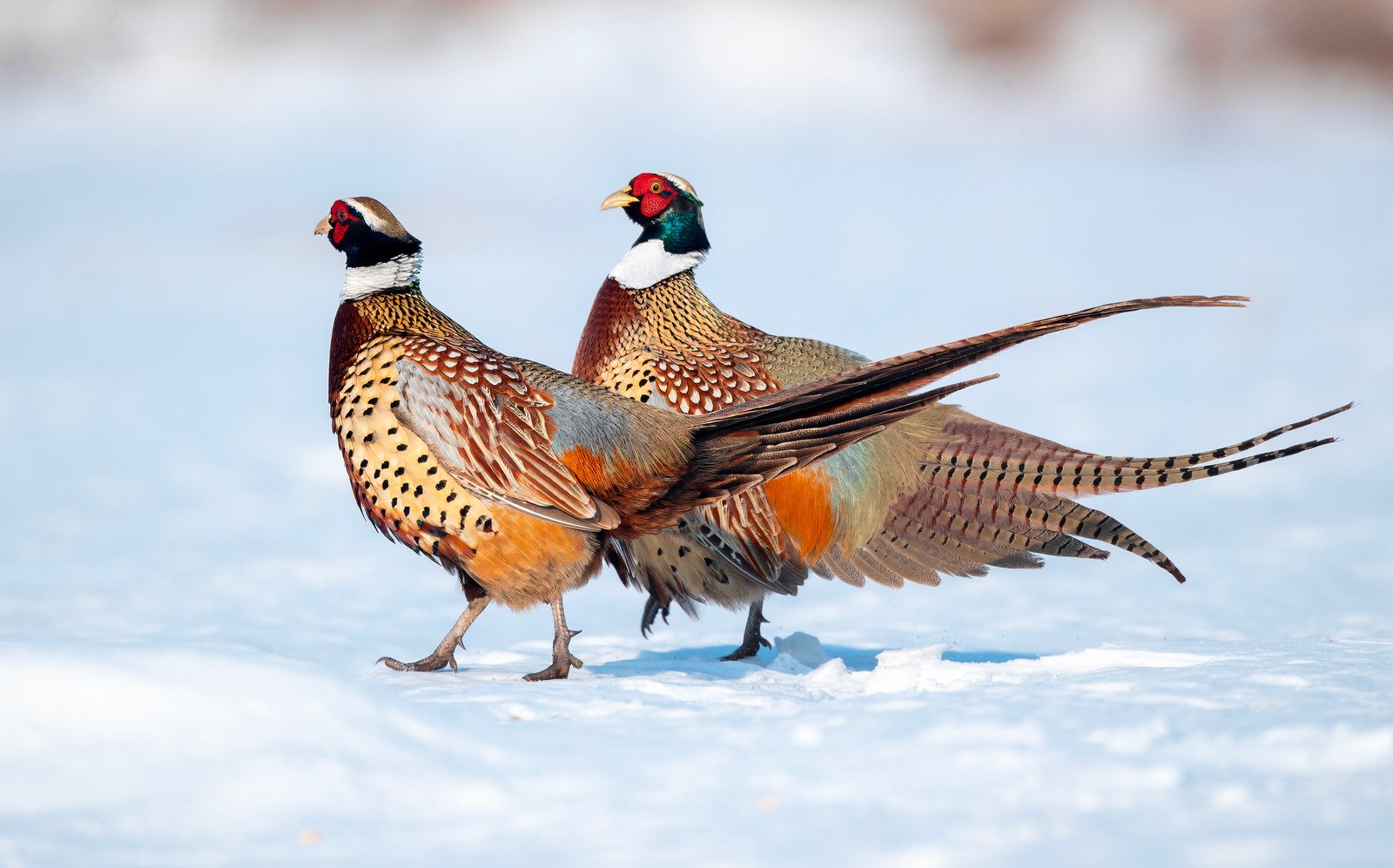 Two colorful pheasants walk across snowy ground.