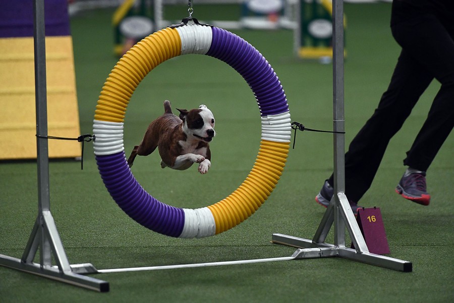 Scenes From the 2017 Westminster Dog Show - The Atlantic