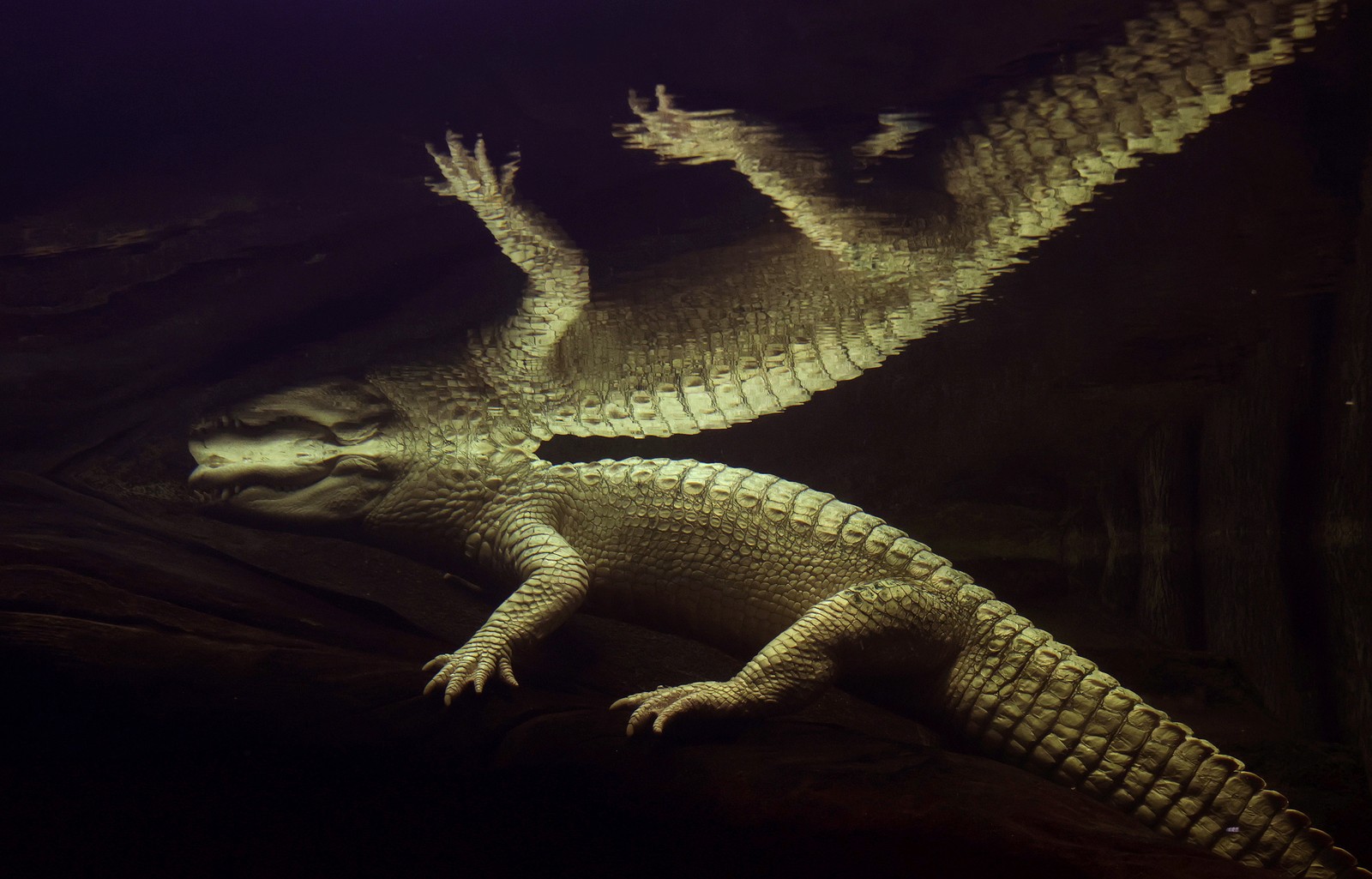 An underwater view of an albino alligator floating near the surface of a pool in an enclosure