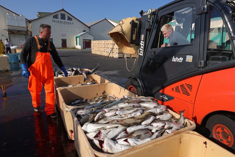 Fisherman sort there catch on a dock.