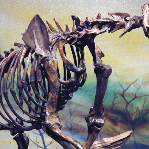The Weird Stories Behind America S Official State Fossils The Atlantic