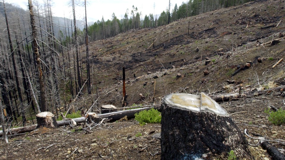 Stumps from the salvage logging of trees burned in a forest fire in Oregon