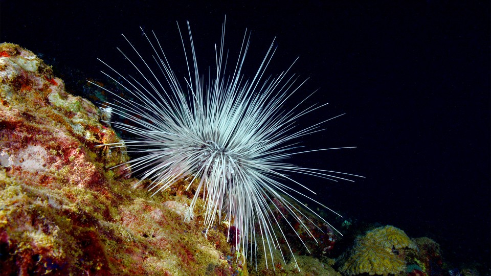 A long-spined urchin (Diadema antillarum) with white spines on a coral reef