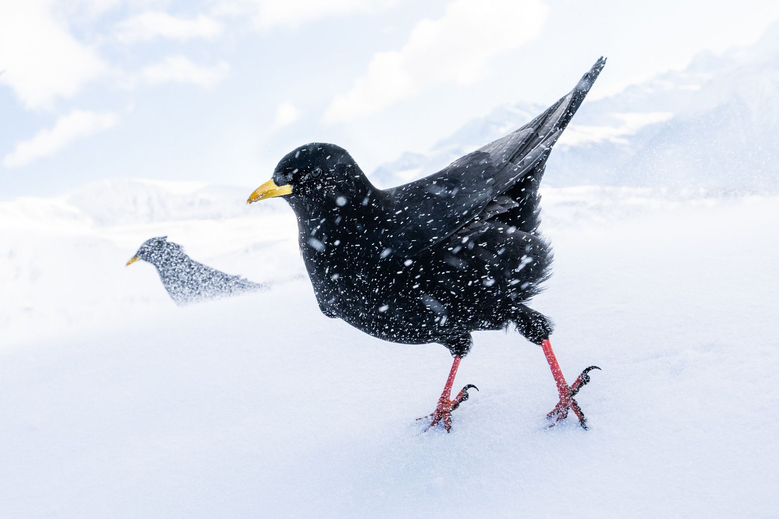 Two black birds brace against wind-blown snow while standing on snow.