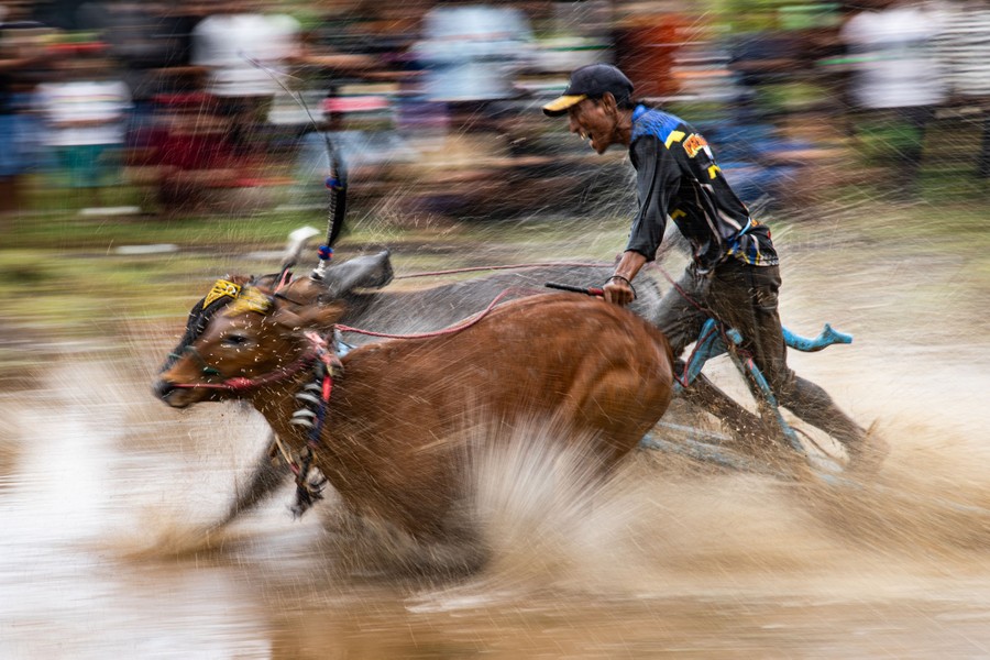A person rides on a wooden plank being pulled through mud by two running bulls.