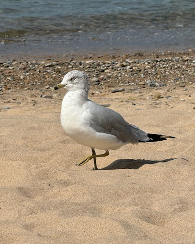 A seagull