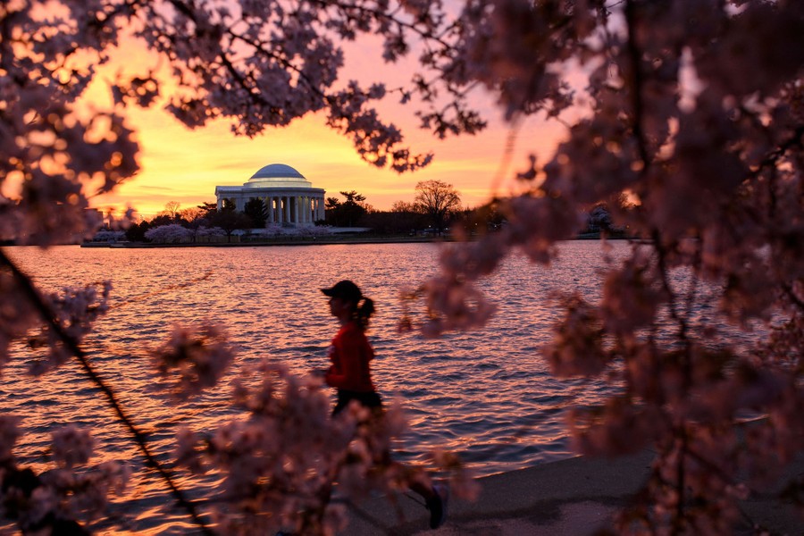 A woman runs along a body of water, past cherry blossoms and a monument, in Washington, D.C.
