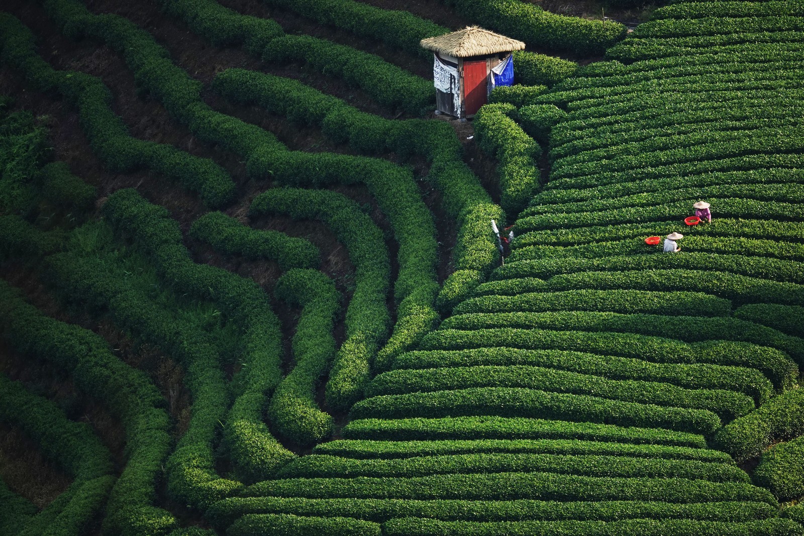 Two farmers gather tea leaves among rows of bushes at a hillside tea plantation.