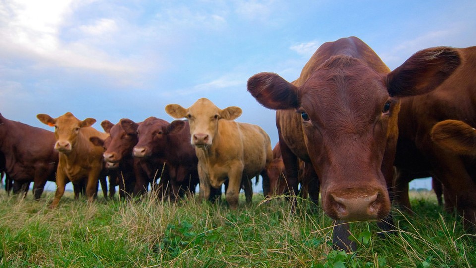 The FDA Says Farmers Are Giving Animals Too Many Antibiotics - The Atlantic