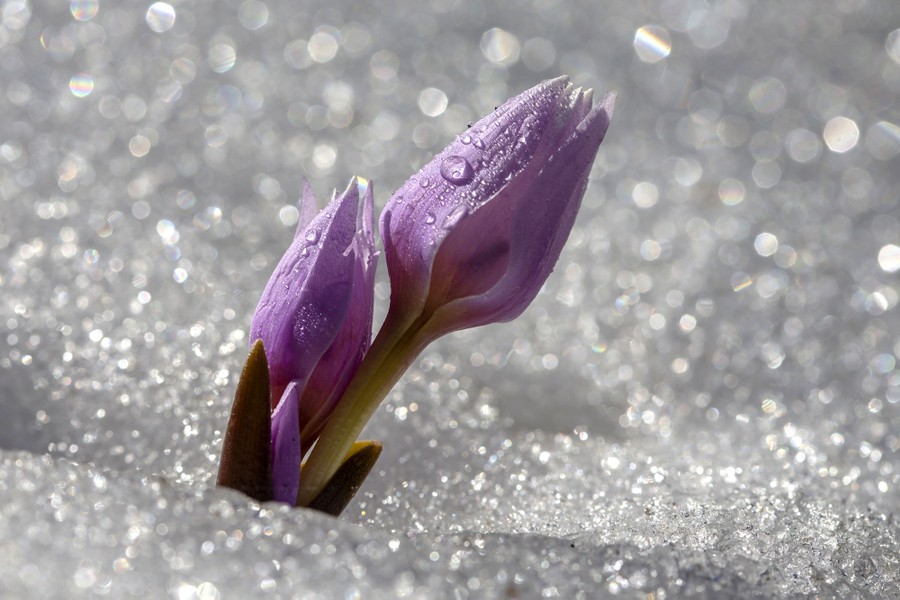 A blooming purple flower pokes out from a patch of snow.