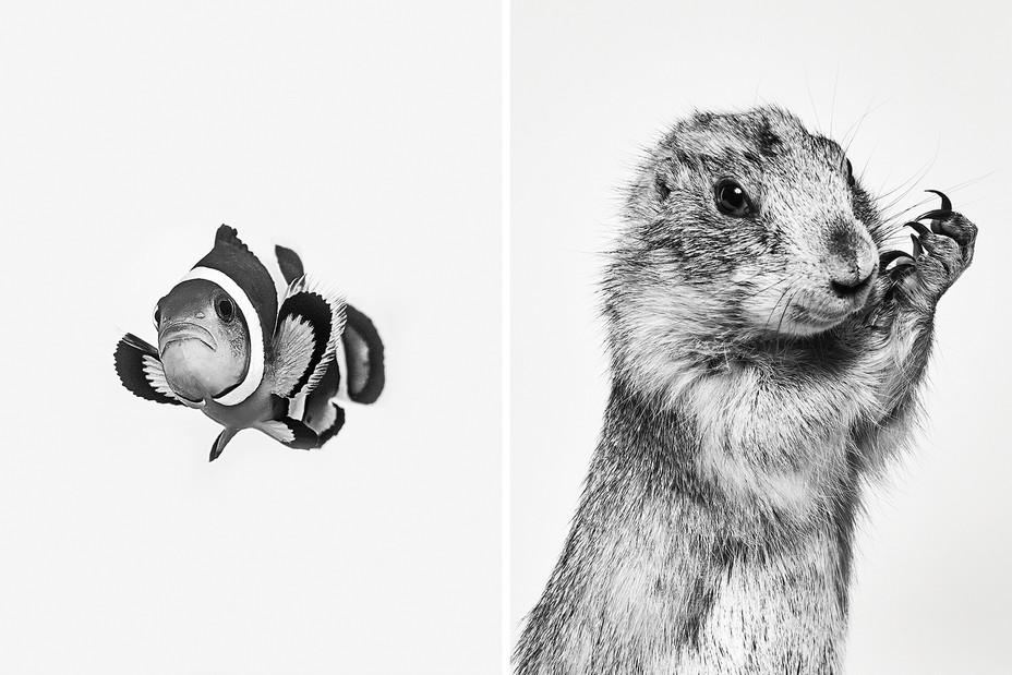 2 black and white photos: a clown fish; a prairie dog holding up its paws with very long claws next to its face