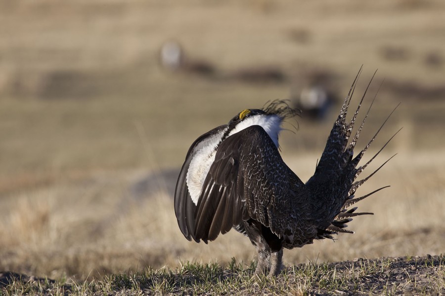 A large sage grouse puffs up in a display.