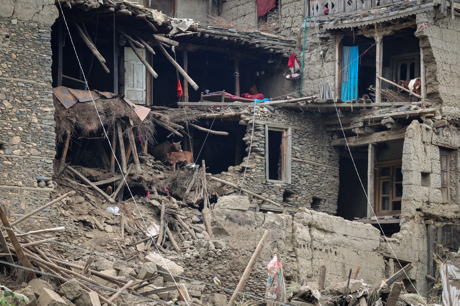 The side of a damaged multi-story stone house, with many of its walls collapsed. Two cows and a goat are visible standing in one of the rooms.