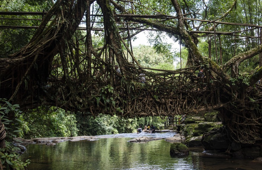 A view of a bridge made of the woven roots of living trees.