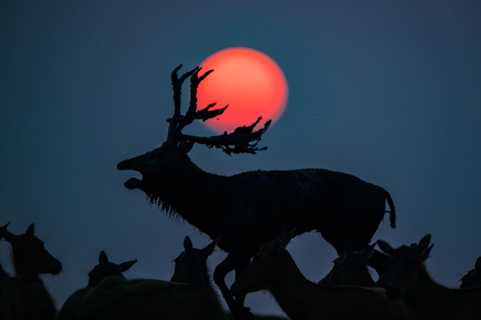 An antlered deer roars among others, seen at a distance, silhouetted against a red sun.
