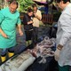 Researchers inspect a giant squid that has washed ashore