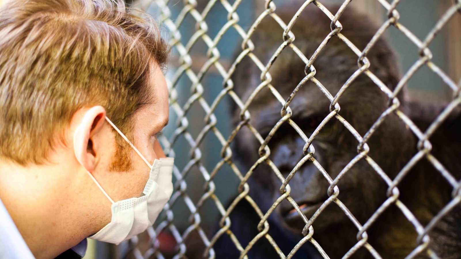 A Conversation With Koko The Gorilla