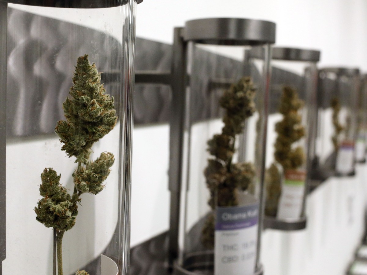 Does Marijuana Legalization Increase Pot Smoking? - The Atlantic
