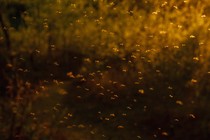 Insects silhouetted against a golden background