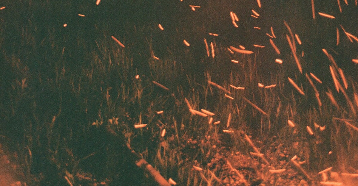 cdn.theatlantic.com image