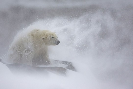 A polar bear stands in a snowy landscape, battered by strong winds that blow the snow it has just shaken off.