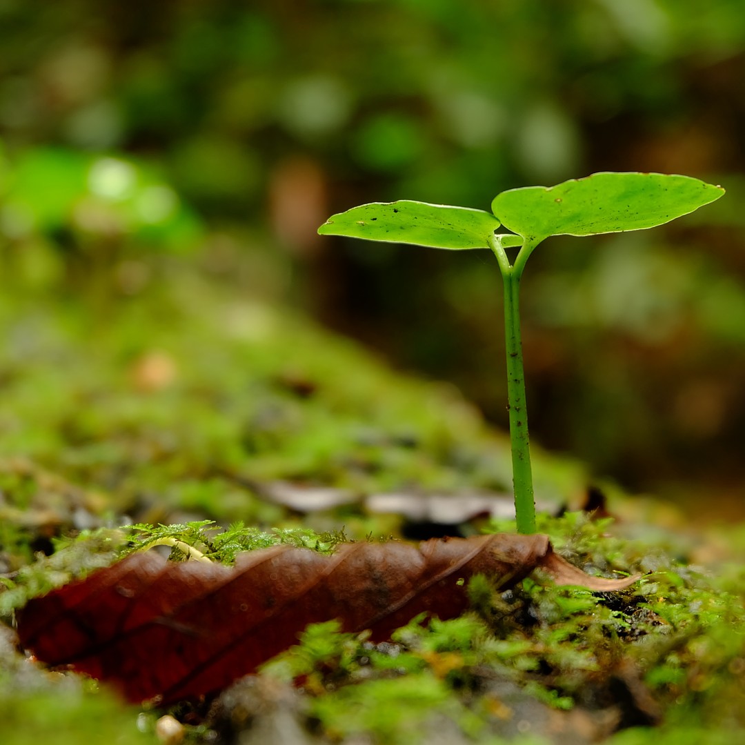 Soil Can Sabotage Trees Growing Near Their Parents - The Atlantic