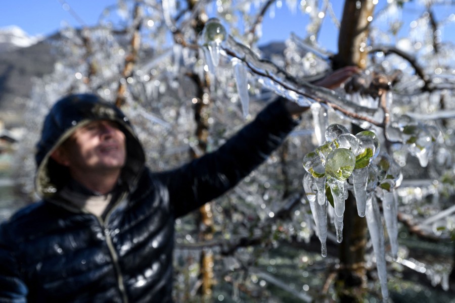 Ice covers blossoming apple trees.
