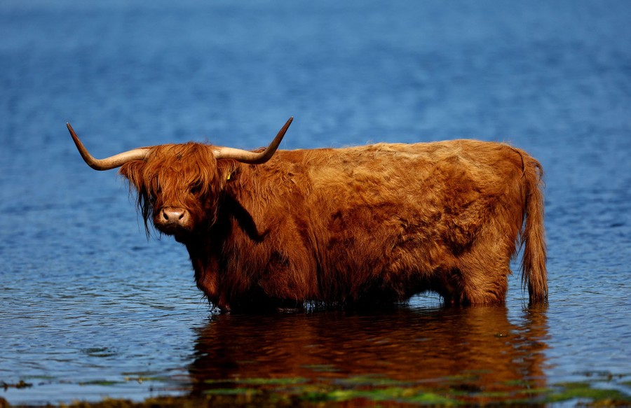 A shaggy cow stands in a shallow part of a lake.