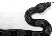 the head of a boa constrictor