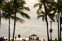 a beach with palm trees