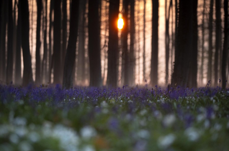 The low sun is visible between tree trunks, with purple flowers covering the ground below.