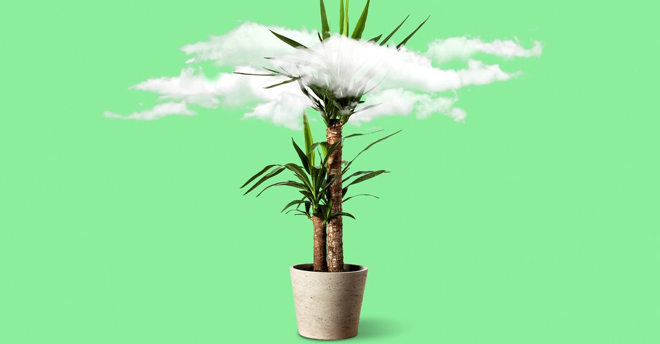 What Indoor Plants Clean The Air Best None Of Them The Atlantic