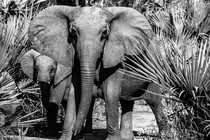 A tuskless female elephant and her calf