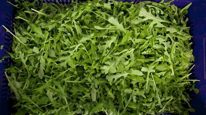 America Blew It on Arugula