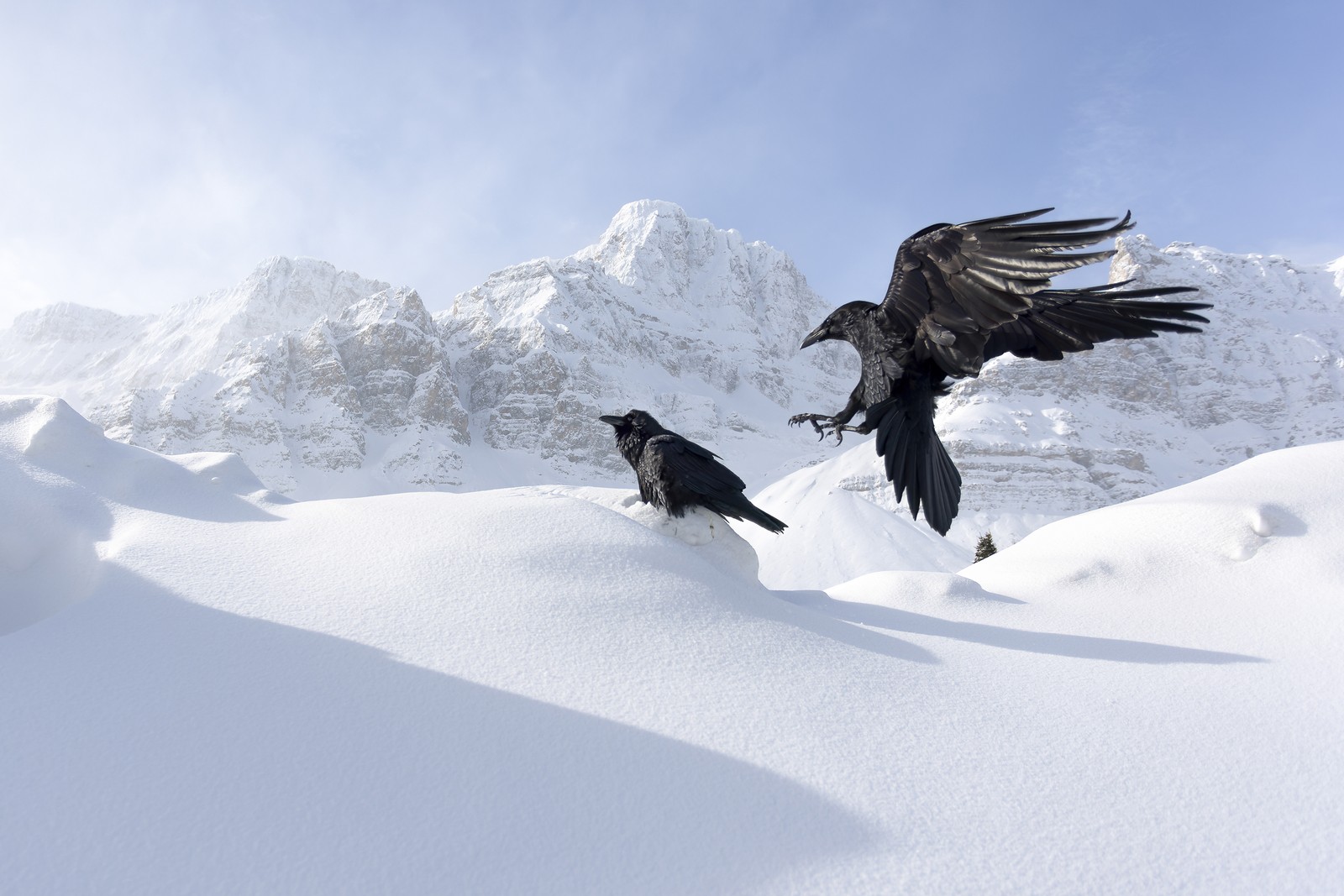 A raven flies toward another raven that sits on a mound of snow in a mountain setting.