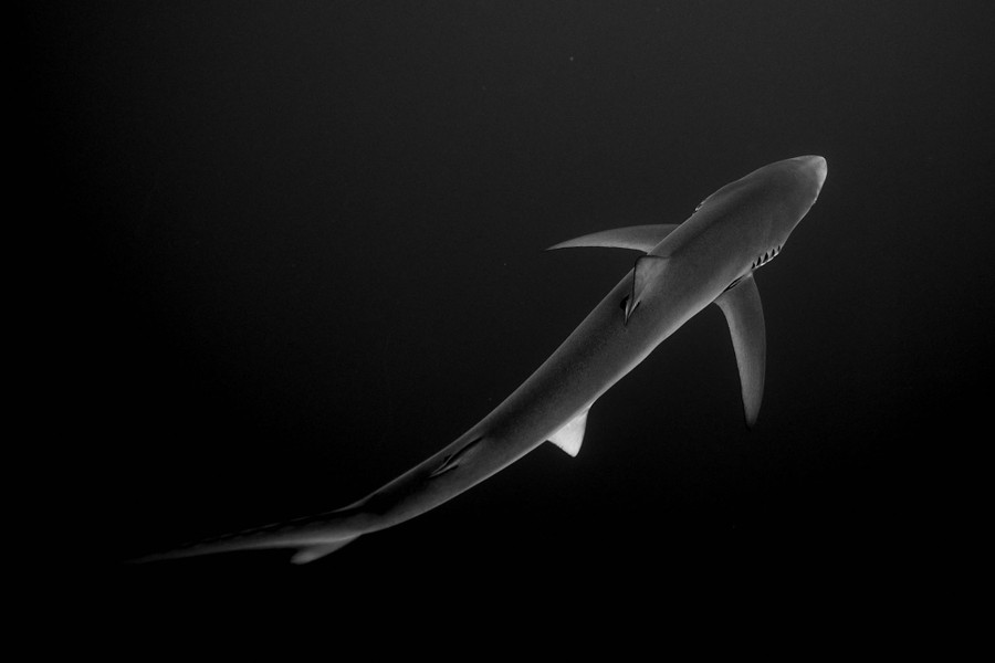 A view of a blue shark swimming underwater