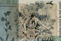 Collage showing illustration of orchid hunters and orchids