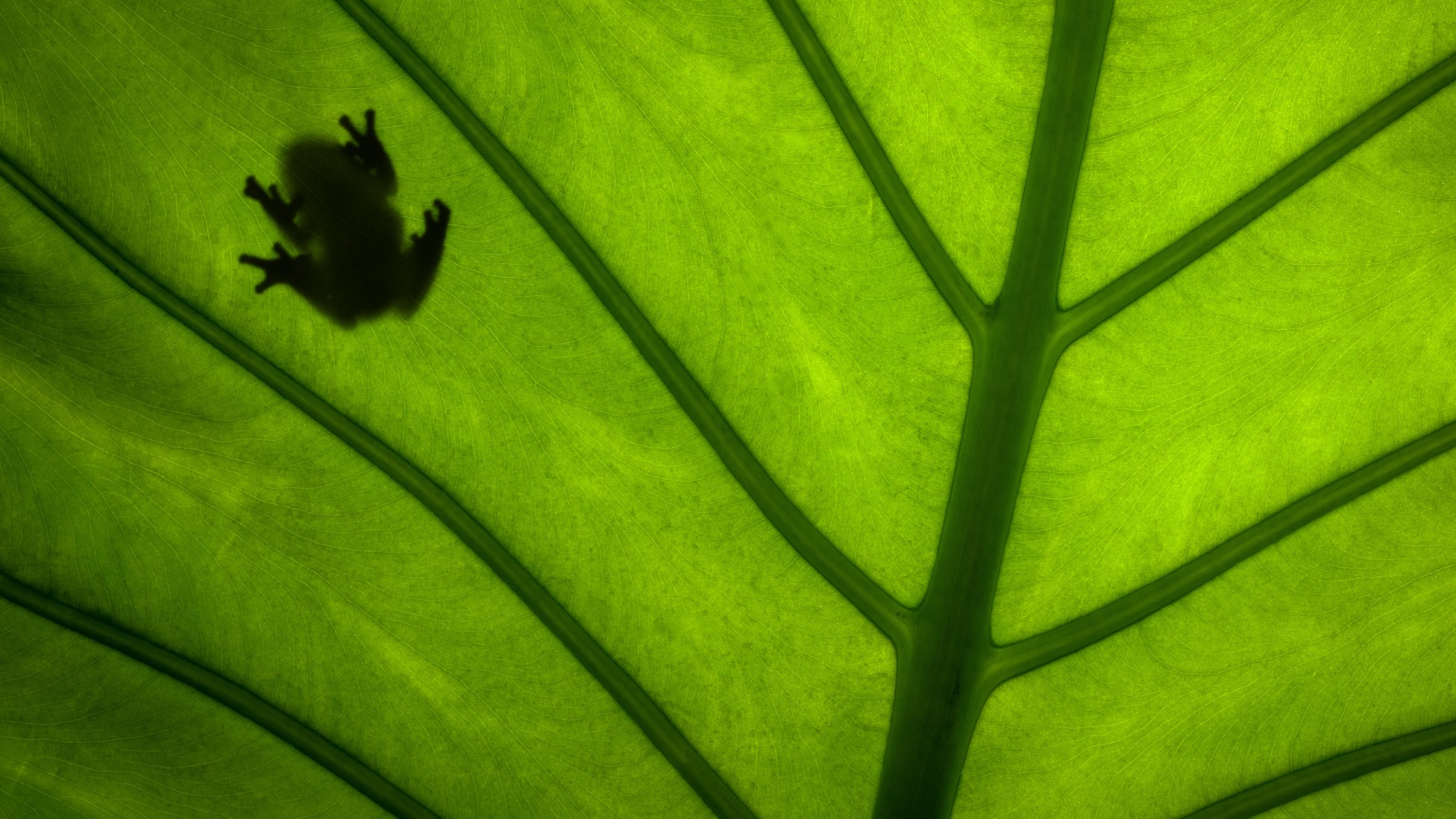Why Are Some Frogs Surviving a Global Epidemic? - The Atlantic