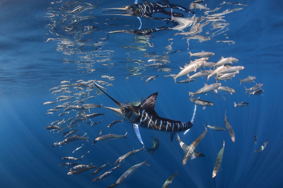 A marlin, underwater, lunges at a school of smaller fish.