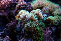 Hood coral tipped in neon green rests on a coral reef underwater